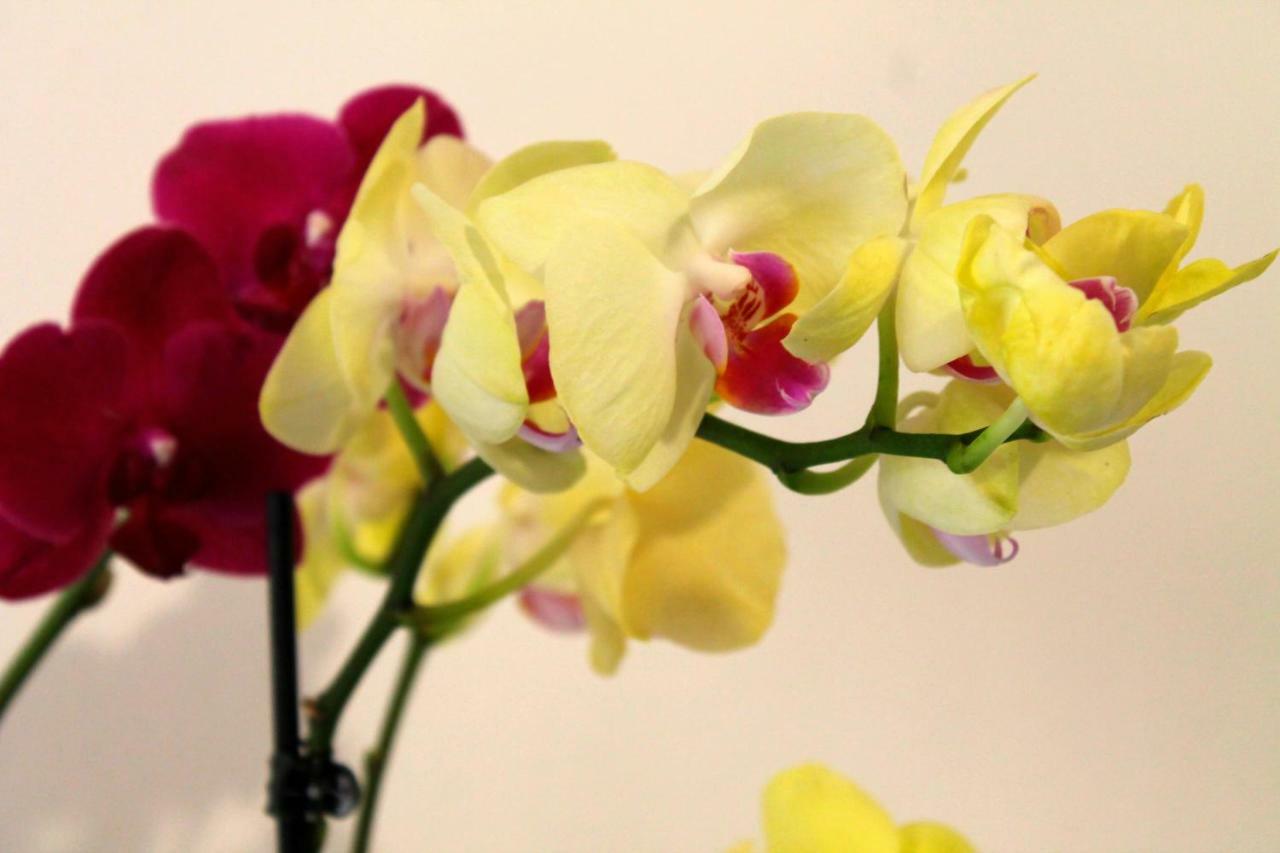 B&B Le Orchidee Alghero Dış mekan fotoğraf